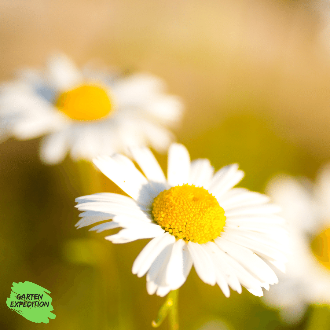 Wiesen-Margerite (Leucanthemum vulgare)