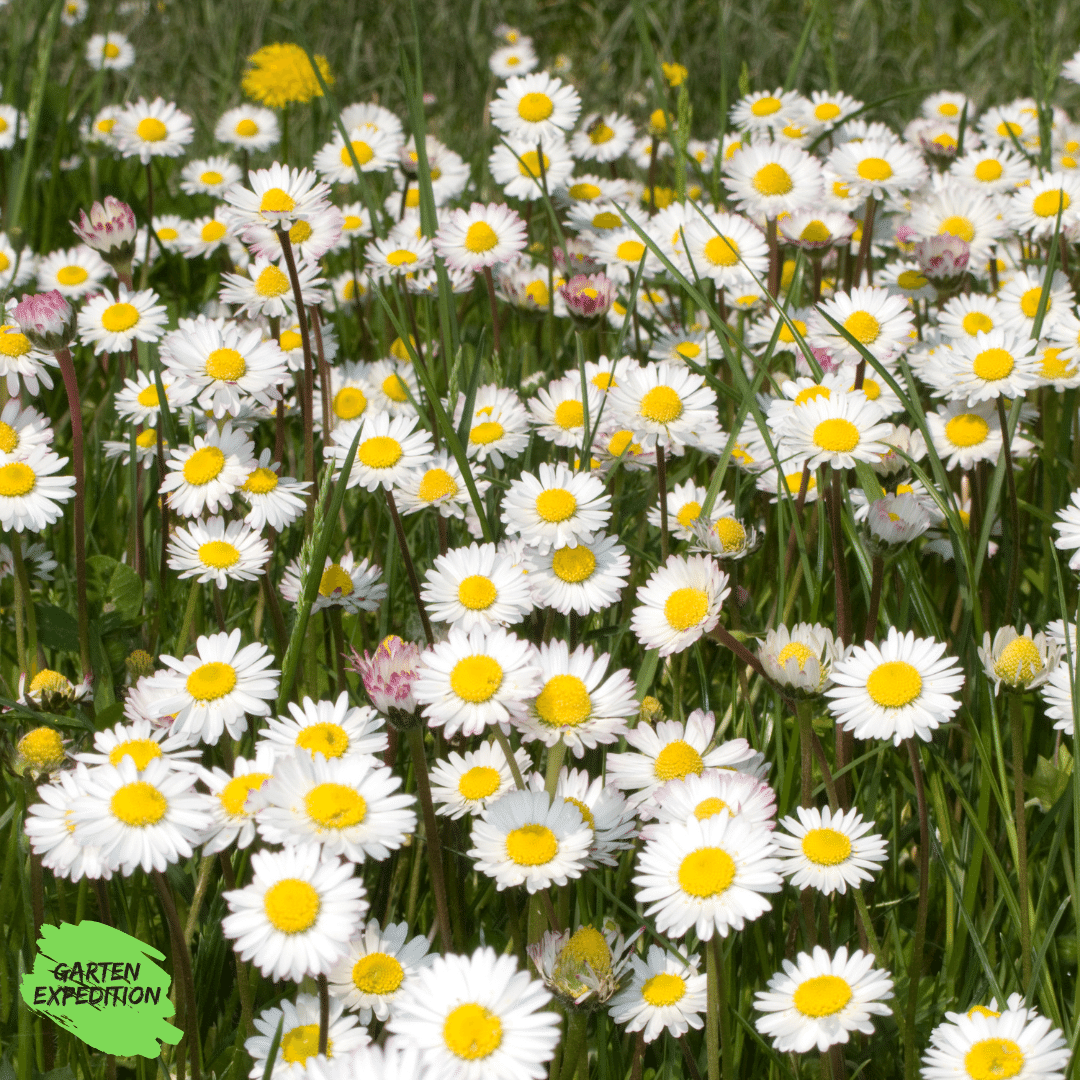 Gänseblümchen (Bellis perennis)