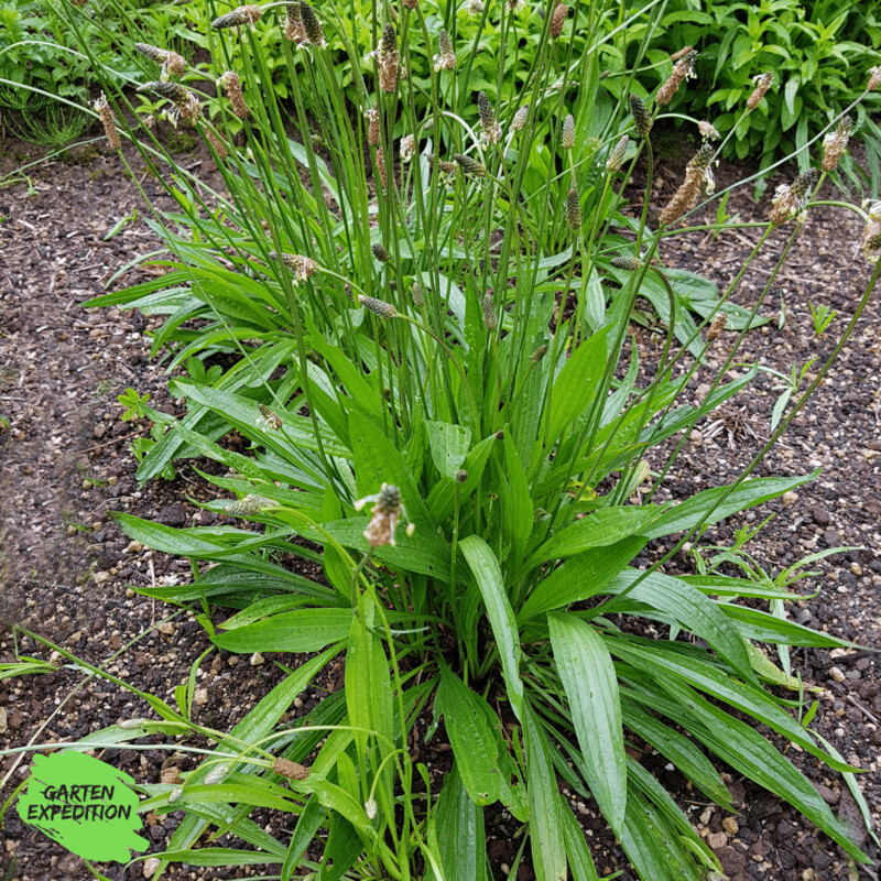 Spitzwegerich (Plantago lanceolata)