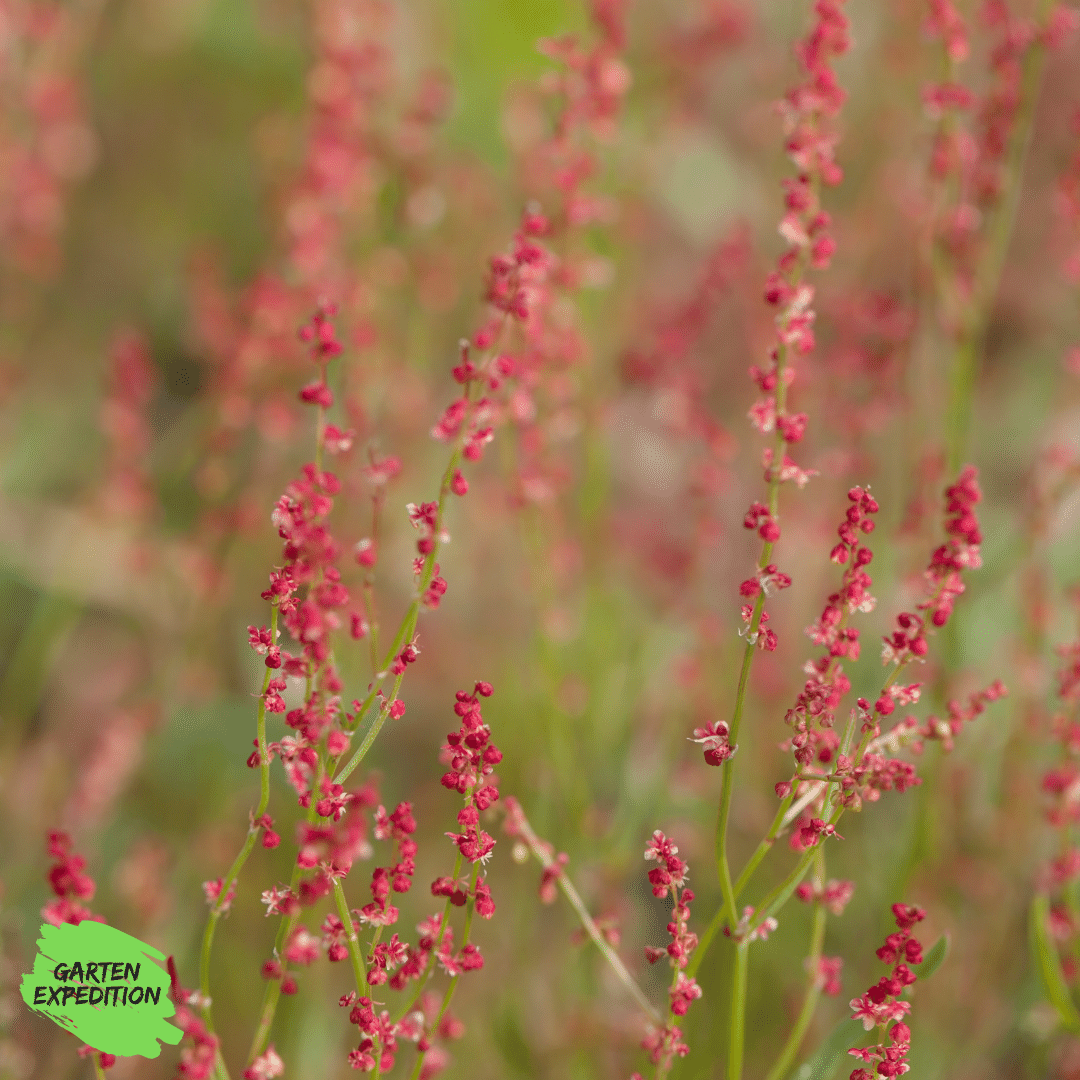 Kleiner Sauerampfer (Rumex acetosella)