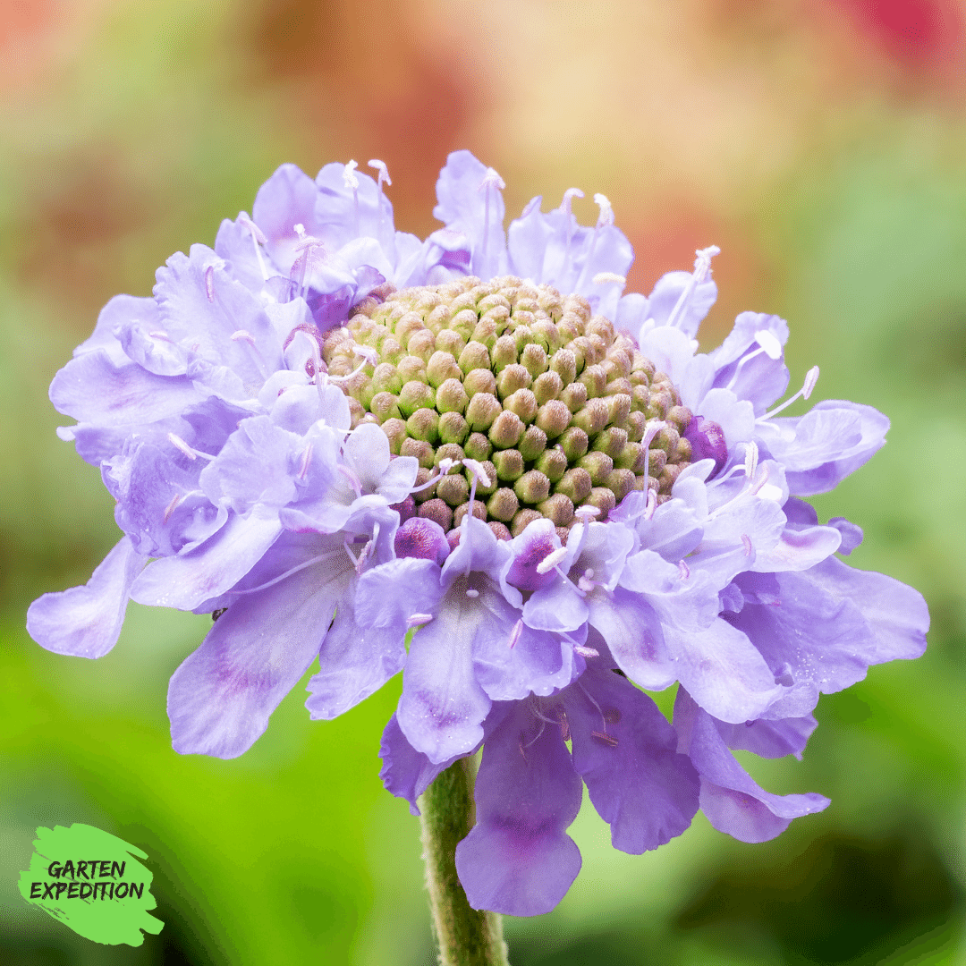 Tauben-Skabiose (Scabiosa columbaria)