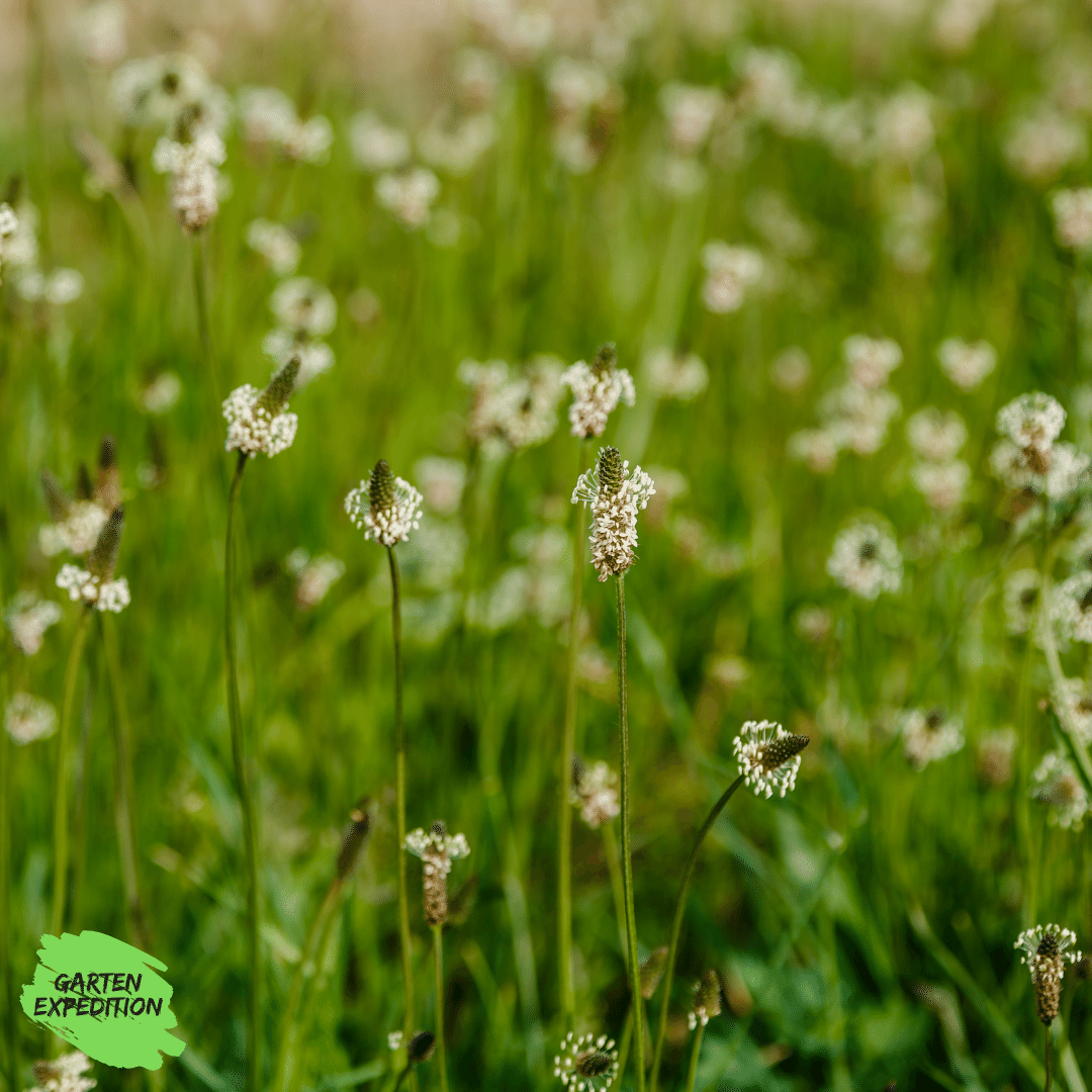 Spitzwegerich (Plantago lanceolata)