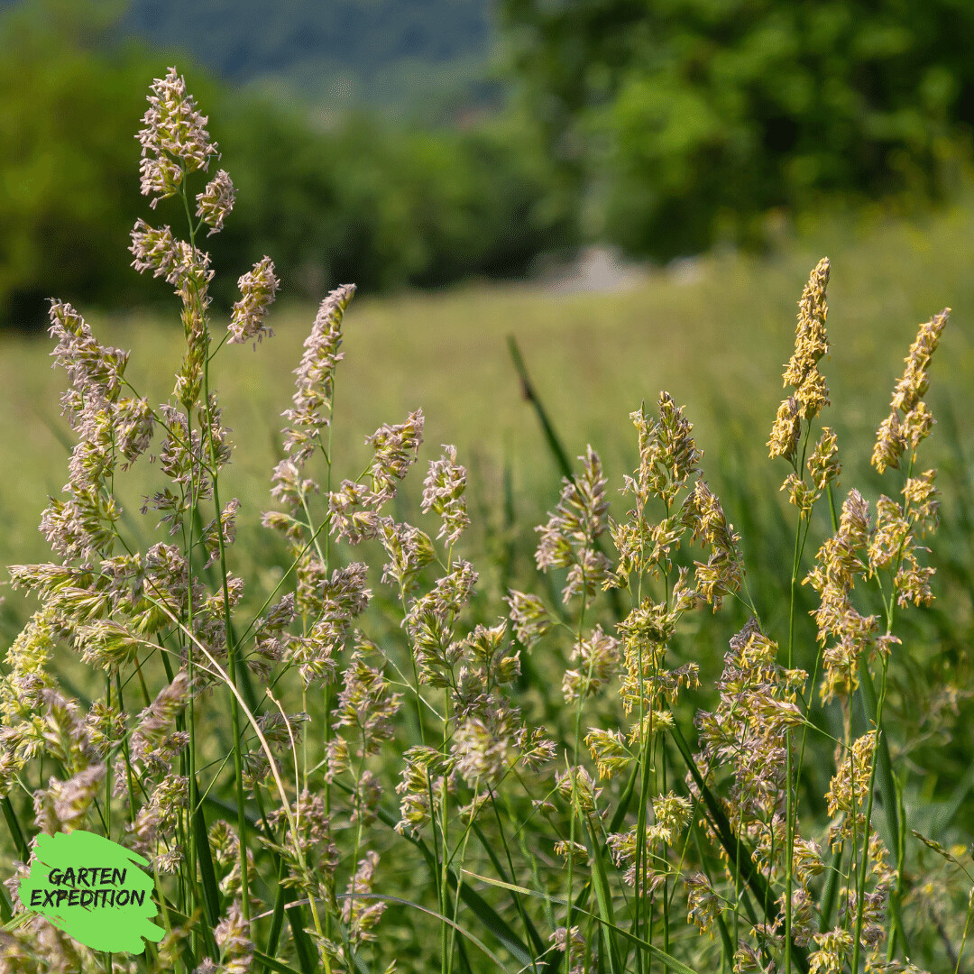 Gewöhnliches Knäuelgras (Dactylis glomerata)