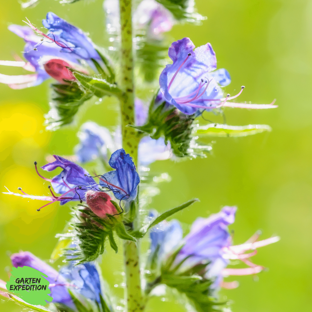 Gewöhnlicher Natternkopf (Echium vulgare)