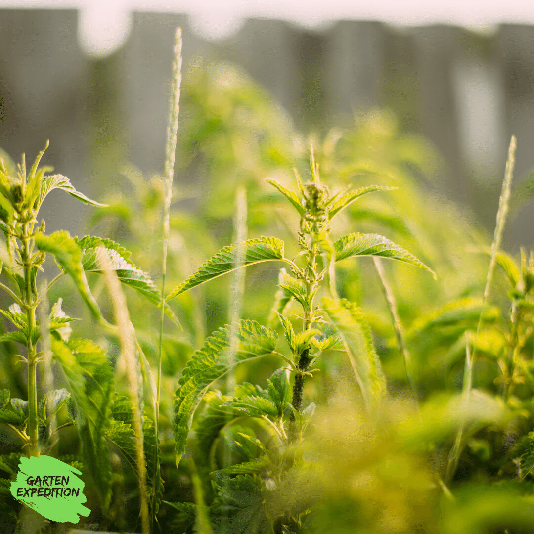 Brennnessel (Urtica dioica)