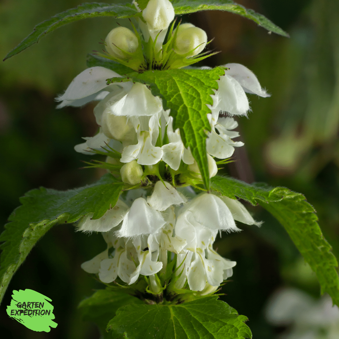 Weiße Taubnessel (Lamium album)