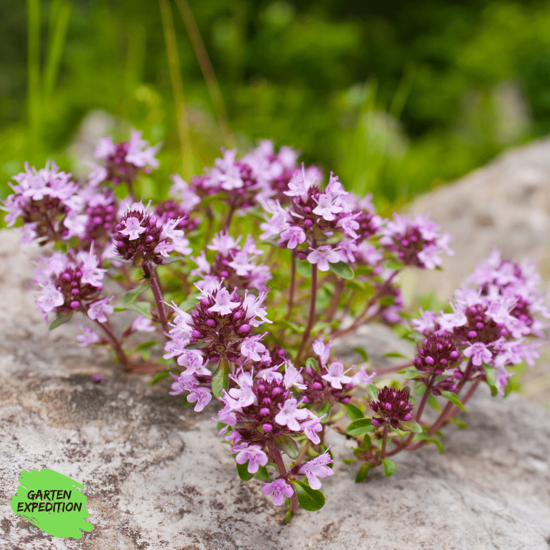 Breitblättriger Thymian (Thymus pulegioides)