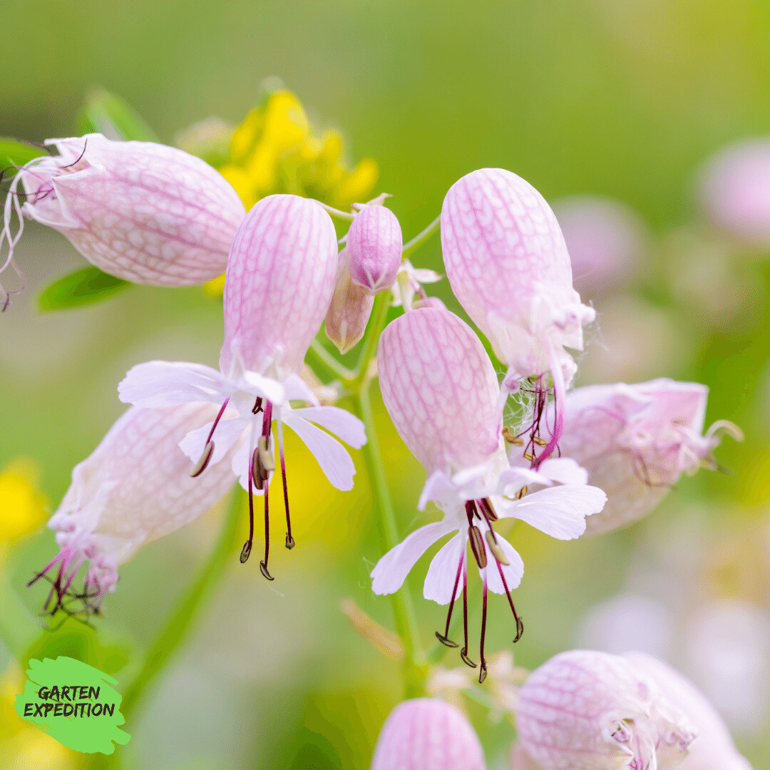 Gemeines Leimkraut (Silene vulgaris)