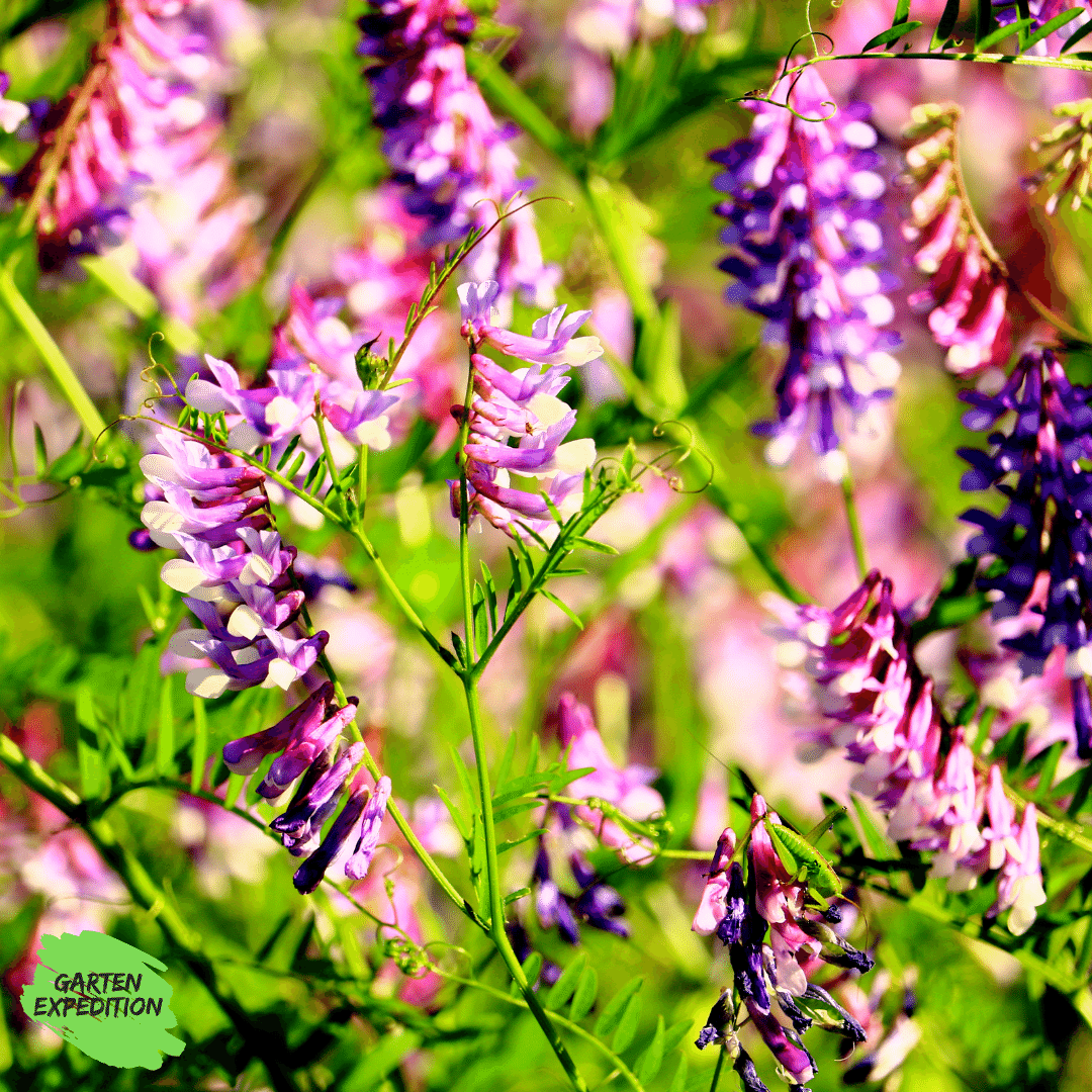 Vogel-Wicke (Vicia cracca)