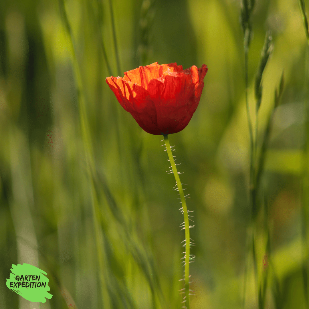 Klatschmohn (Papaver rhoeas)