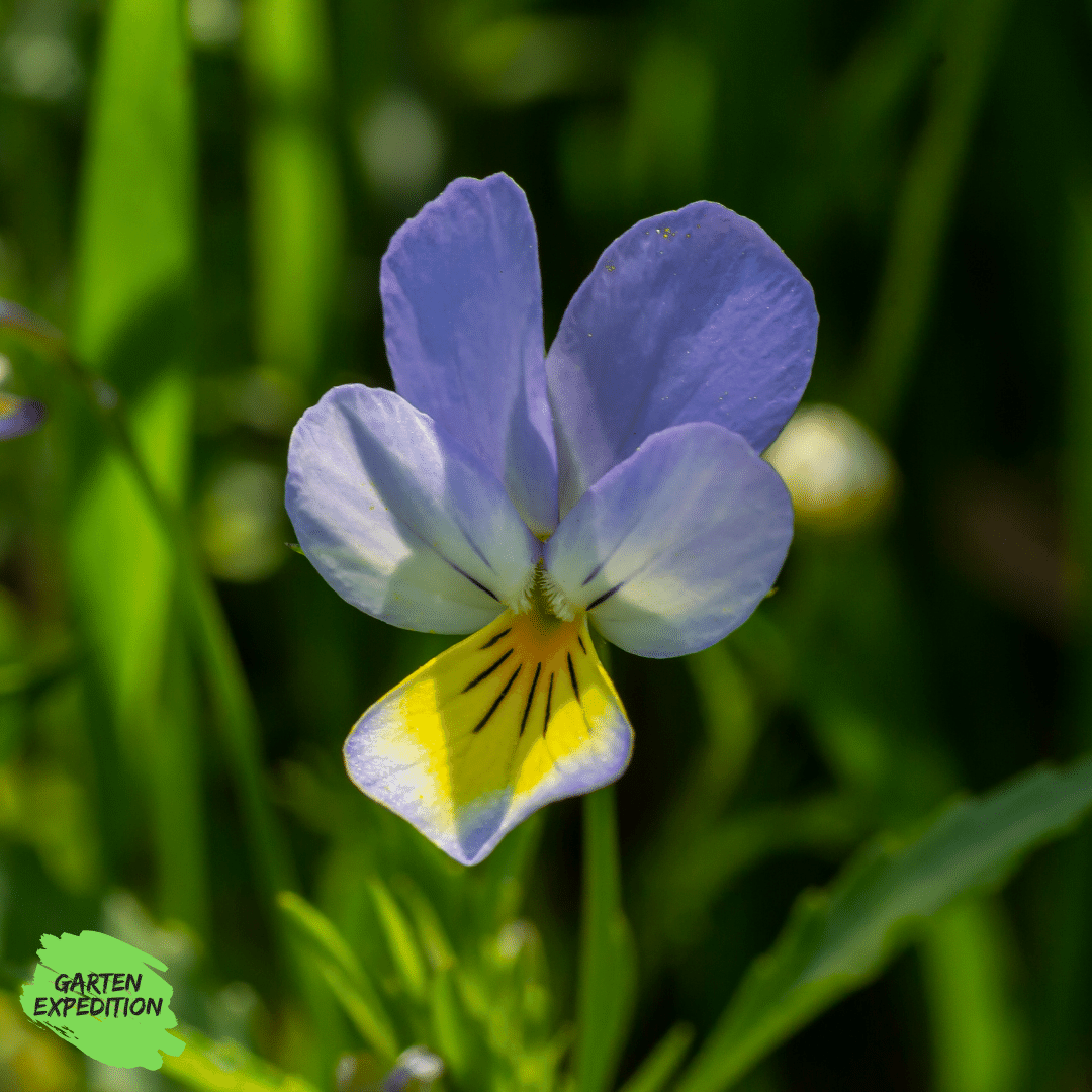 Ackerveilchen / Feld-Stiefmütterchen (Viola arvensis)