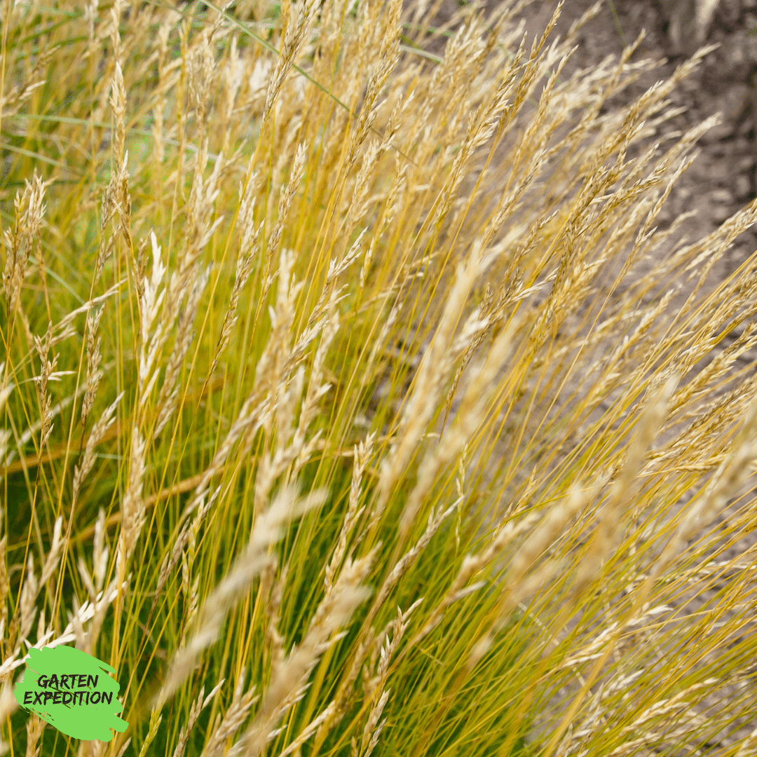 Schaf-Schwingel (Festuca ovina)