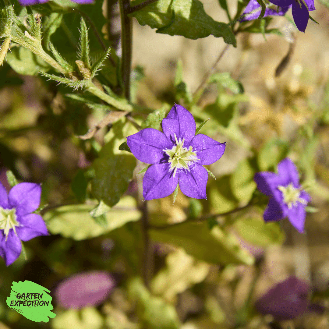 Venus-Frauenspiegel /  Echter Frauenspiegel (Legousia speculum-veneris)