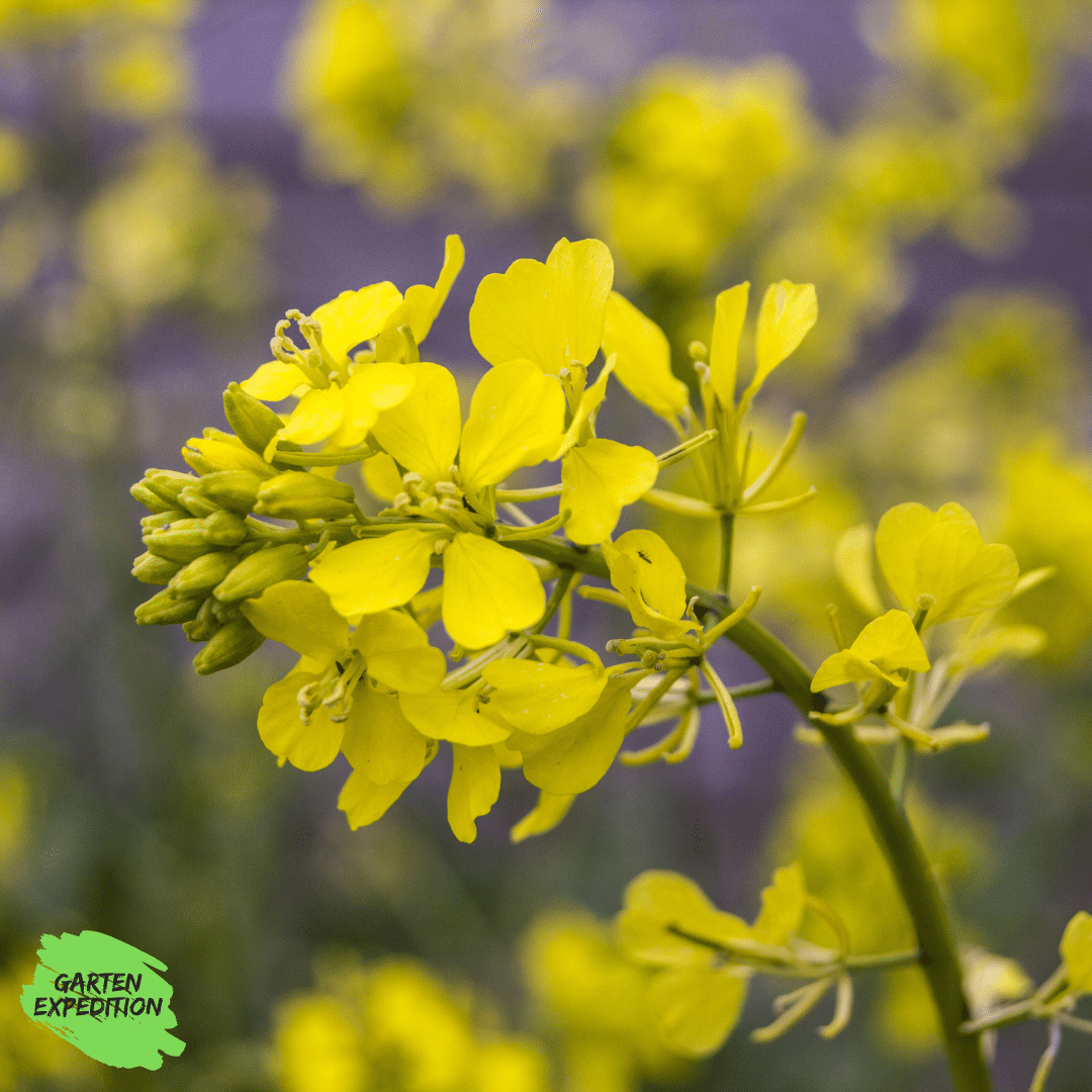 Acker-Senf /  Wilder Senf (Sinapis arvensis)