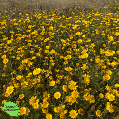 Saat-Wucherblume (Glebionis segetum)
