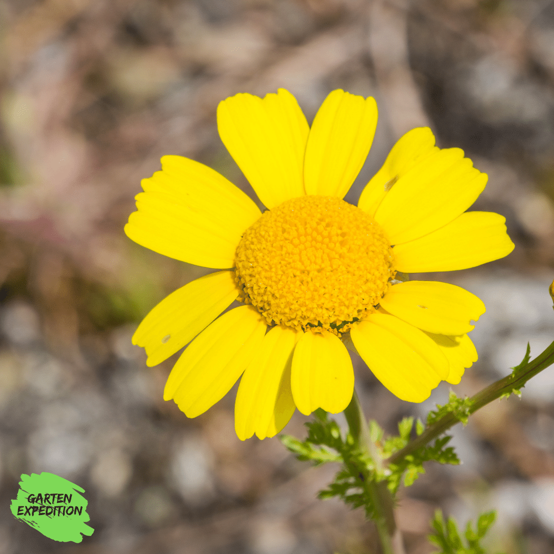 Saat-Wucherblume (Glebionis segetum)