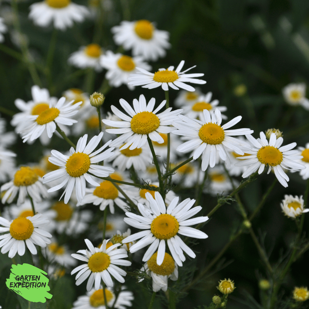 Echte Kamille (Matricaria chamomilla)