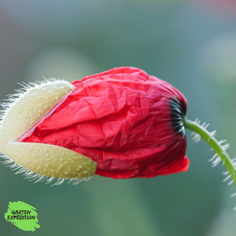 Klatschmohn (Papaver rhoeas)