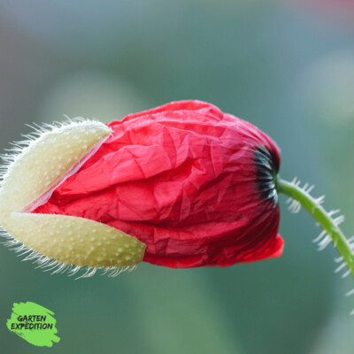 Klatschmohn (Papaver rhoeas)