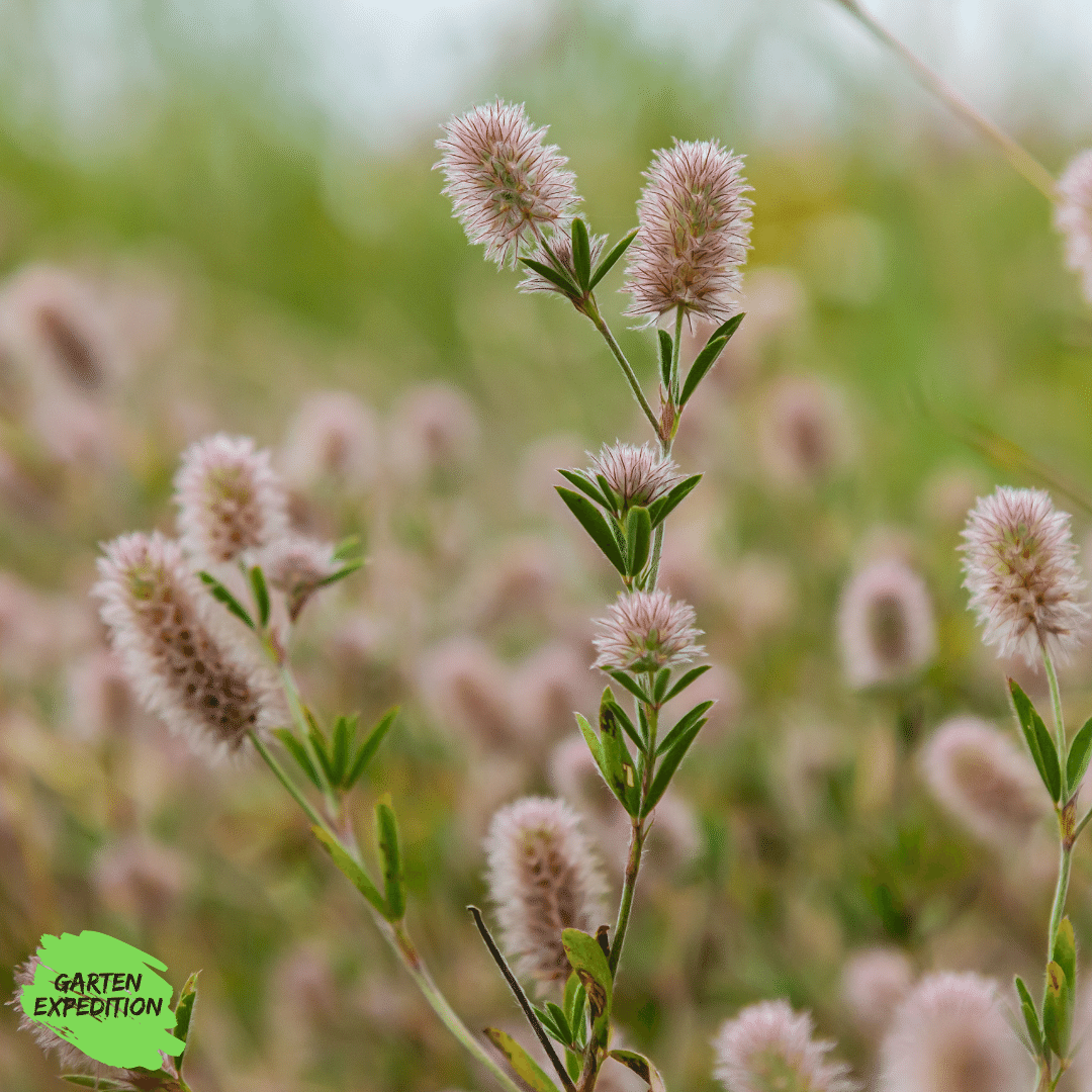 Hasenklee (Trifolium arvense)