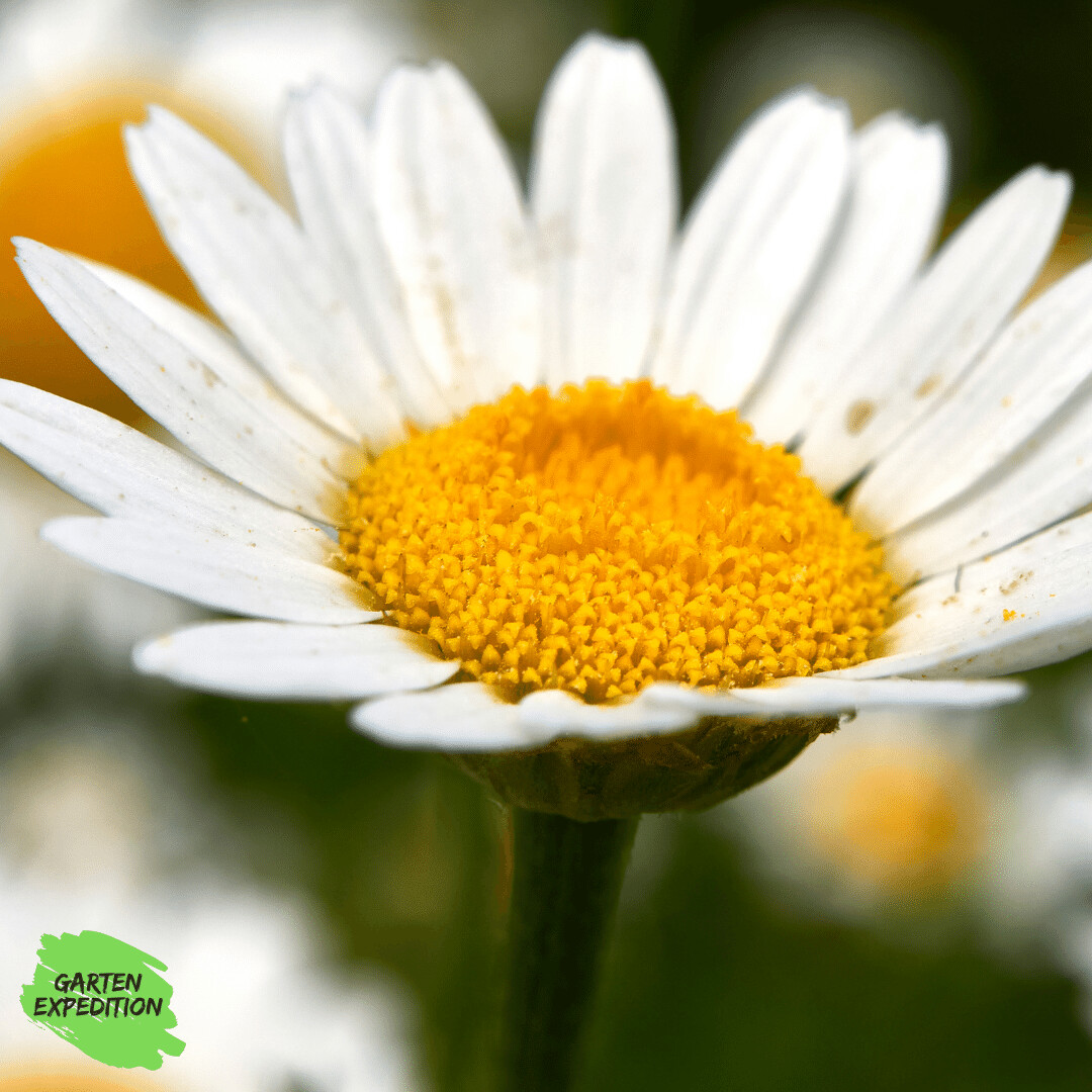 Acker-Hundskamille (Anthemis arvensis)