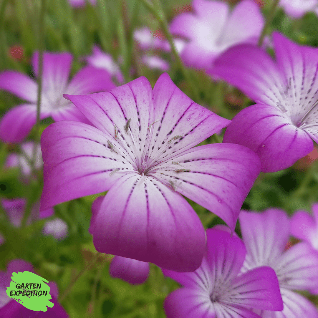 Gewöhnliche Kornrade (Agrostemma githago)