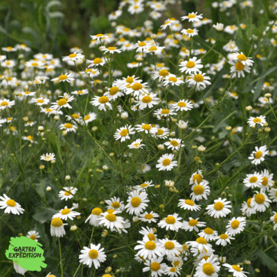 Echte Kamille (Matricaria chamomilla)