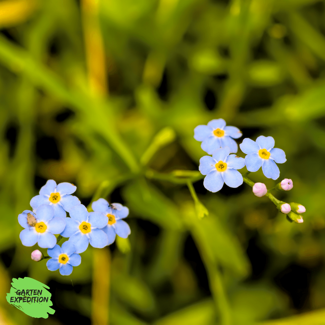 Acker-Vergißmeinnicht (Myosotis arvensis)