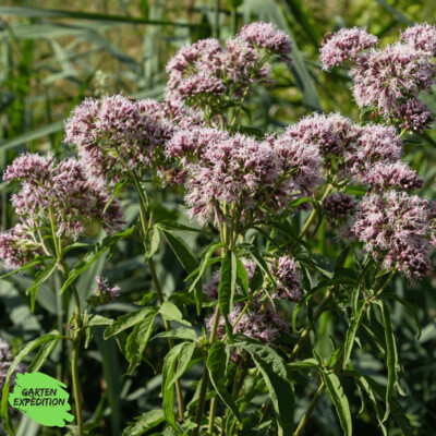 Gewöhnlicher Wasserdost (Eupatorium cannabinum)