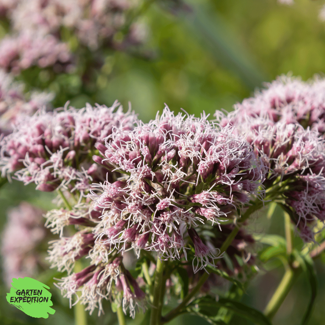 Gewöhnlicher Wasserdost (Eupatorium cannabinum)