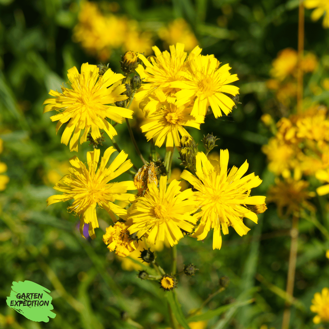 Doldiges Habichtskraut (Hieracium umbellatum)