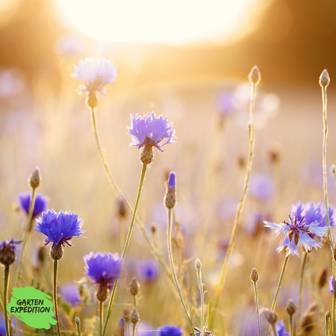 Kornblume (Centaurea cyanus)