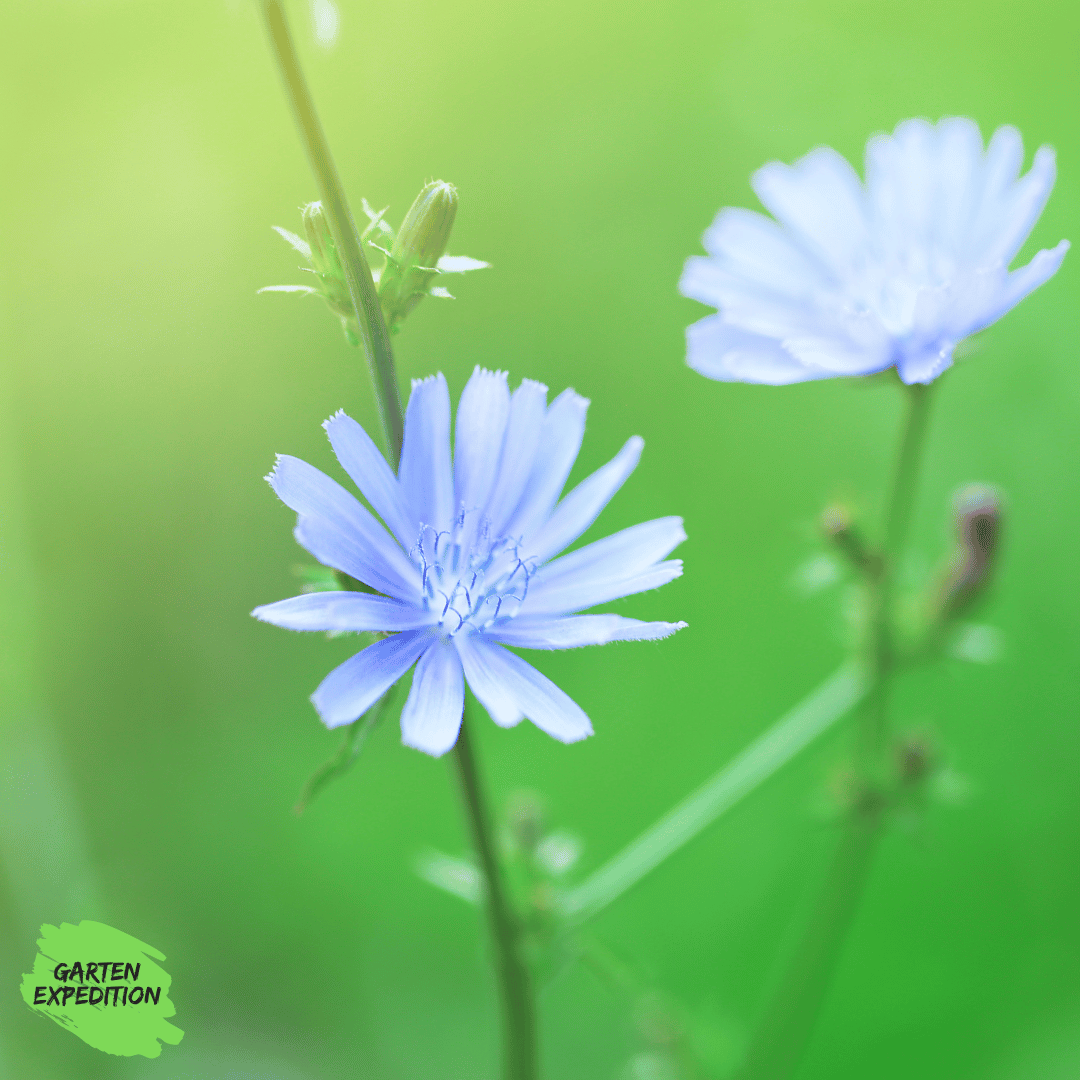 Wegwarte (Cichorium intybus)