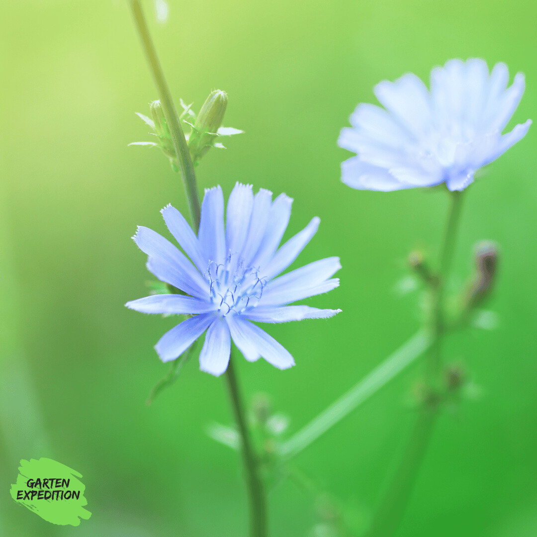 Wegwarte (Cichorium intybus) Wegwarte (Cichorium intybus)