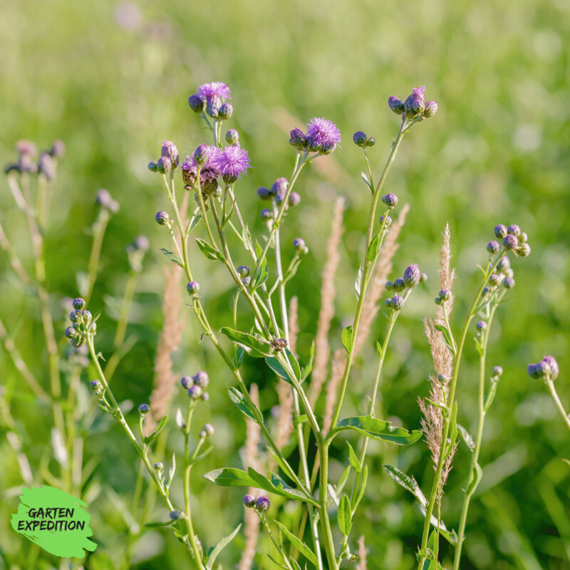 Skabiosen-Flockenblume (Centaurea scabiosa)
