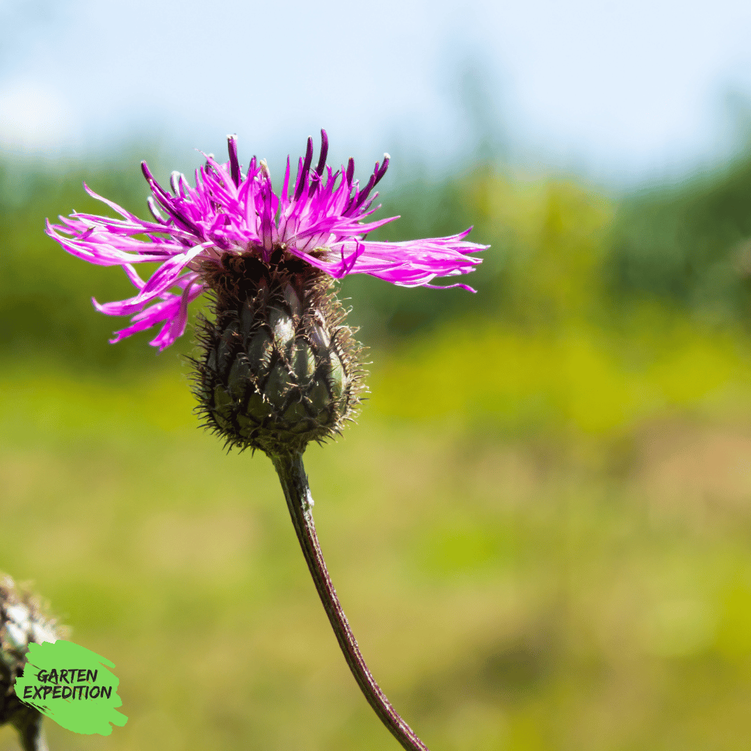 Skabiosen-Flockenblume (Centaurea scabiosa)