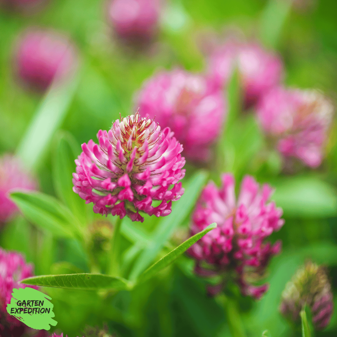 Wiesenklee - Trifolium pratense