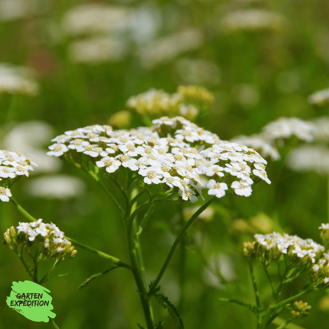 Gewöhnliche Wiesenschafgarbe (Achillea millefolium)