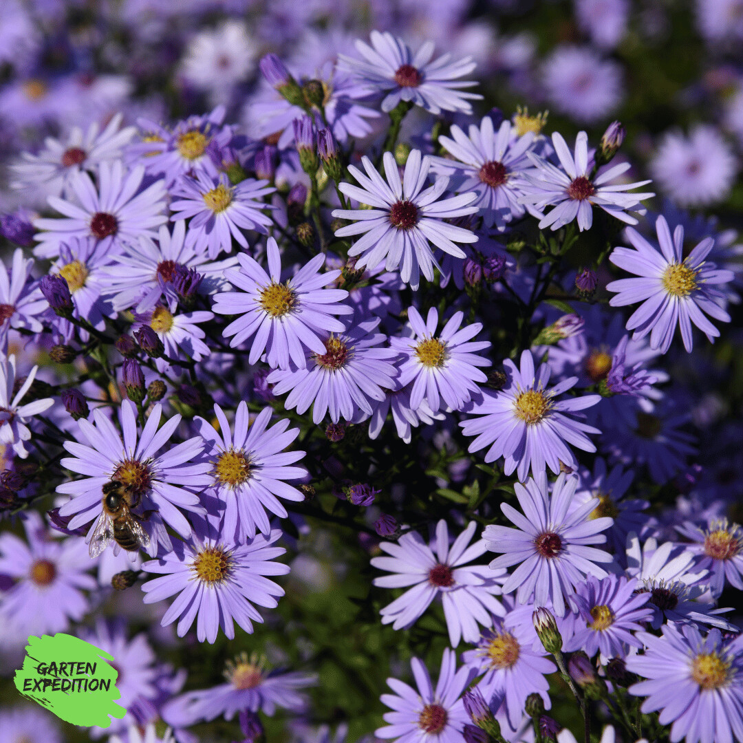 Berg Aster (Aster amellus)