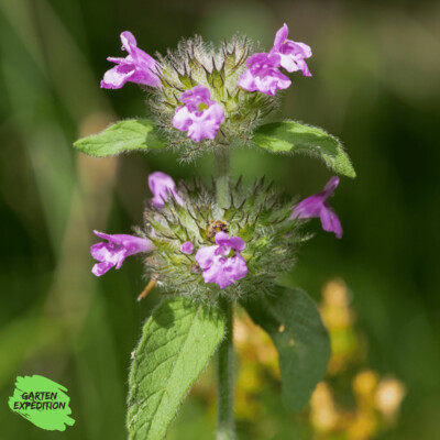 Gemeiner Wirbeldost (Clinopodium vulgare) Gemeiner Wirbeldost (Clinopodium vulgare)