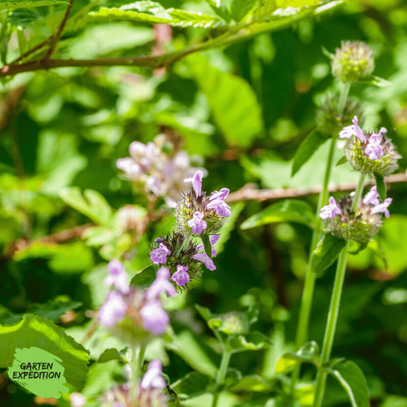 Gemeiner Wirbeldost (Clinopodium vulgare)