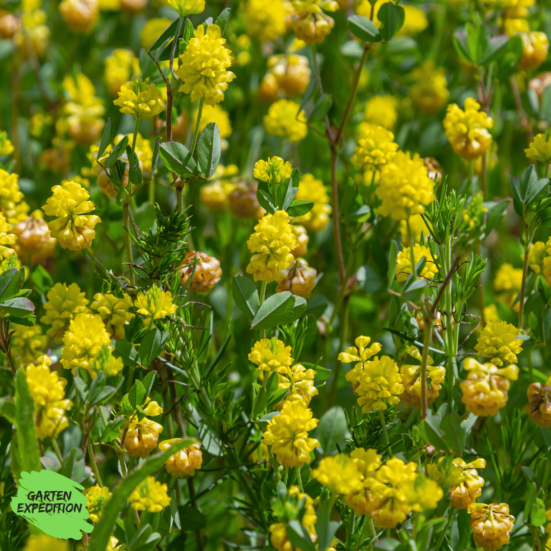 Hopfenklee / Gelbklee (Medicago lupulina)
