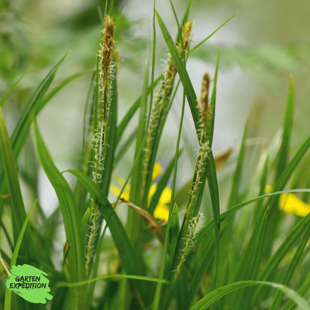 Wald-Segge (Carex sylvatica)