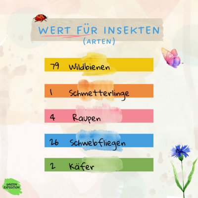 Wiesen-Pippau (Crepis biennis)
