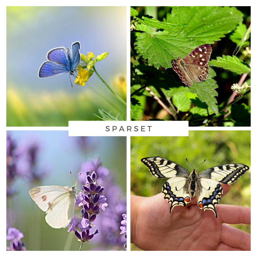 Sparset - Top 10 Schmetterlingspflanzen