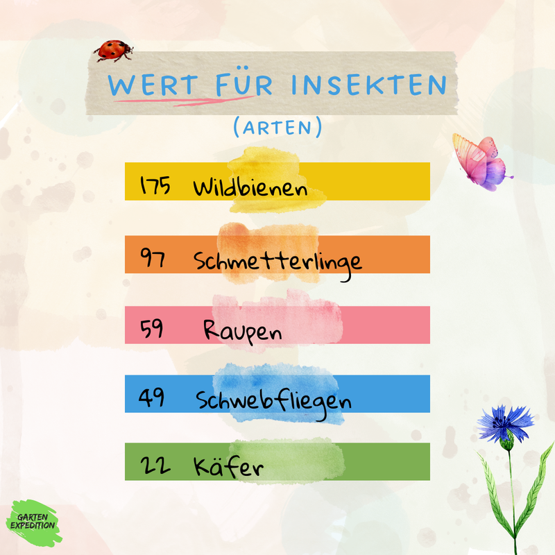 Sparset - Top 10 einjährige Wildblumen