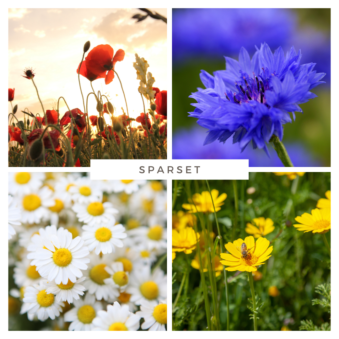 Sparset - Top 10 einjährige Wildblumen