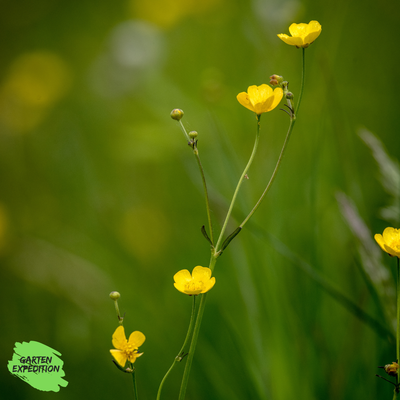 Acker-Hahnenfuß (Ranunculus arvensis) Acker-Hahnenfuß (Ranunculus arvensis)