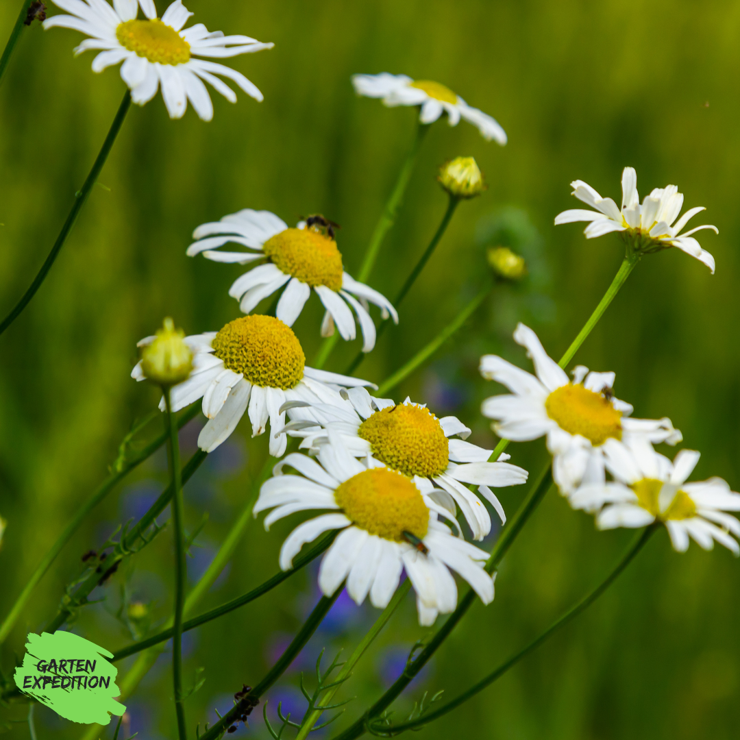 geruchlose Kamille (Tripleurospermum inodorum)
