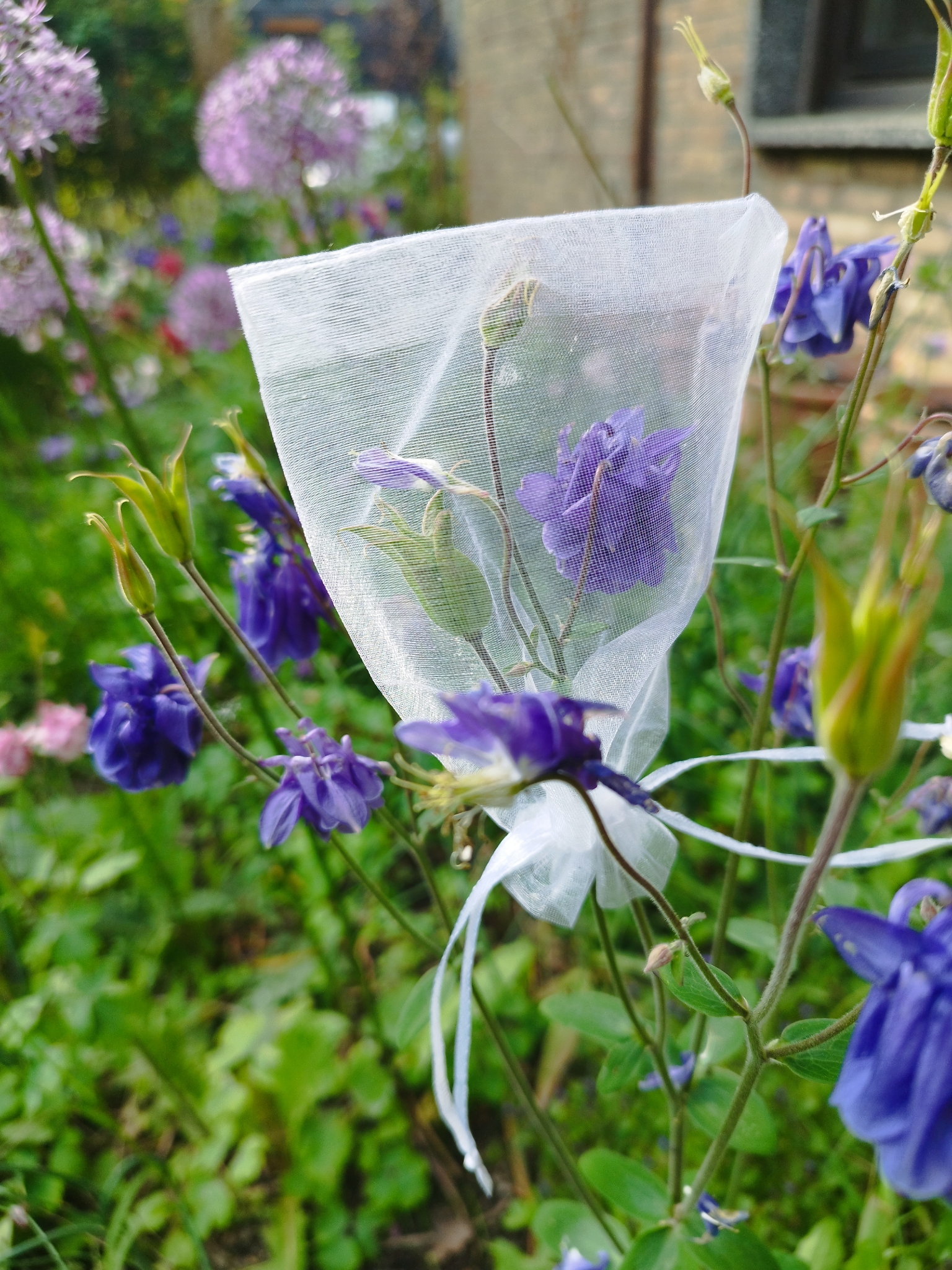 Samen Sammelsäckchen